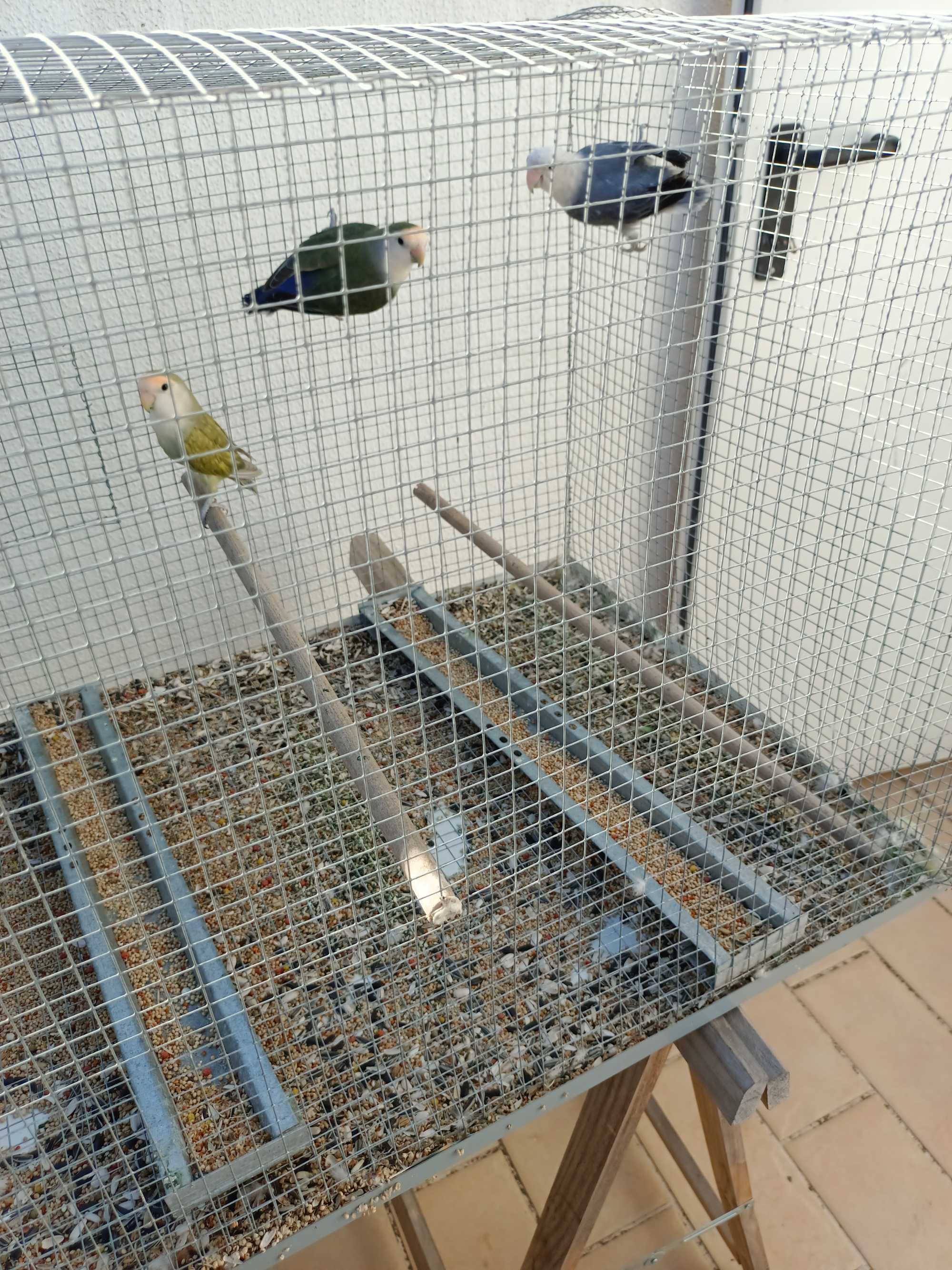 Agarpornis pássaros