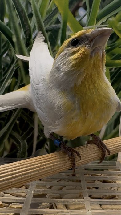 Gil meksykański opal samiec 23r