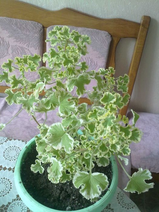 Пеларгонія духмяна (пеларгония душистая) КУЩІ полуниця, лимон, кокос