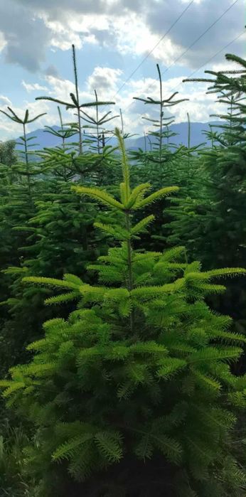 choinki prosto z plantacji - sprzedaż hurtowa i detaliczna