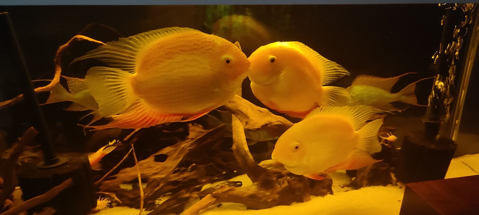 Pielęgnice Severum Red