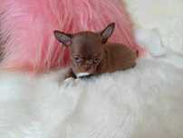 Chihuahua przepiękna czekoladowa dziewczynka