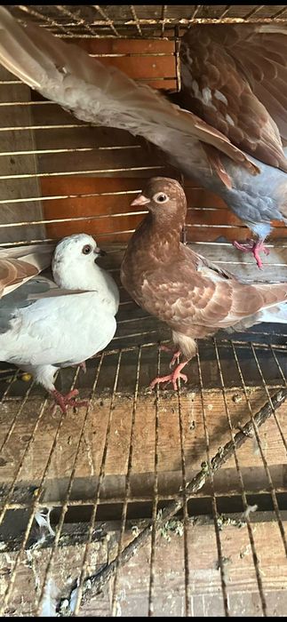 Pombos Cambalhota Portugues– Boa Genética, Casais ou Unidade