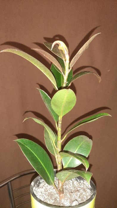 Кімнатні рослини/квіти/цветы