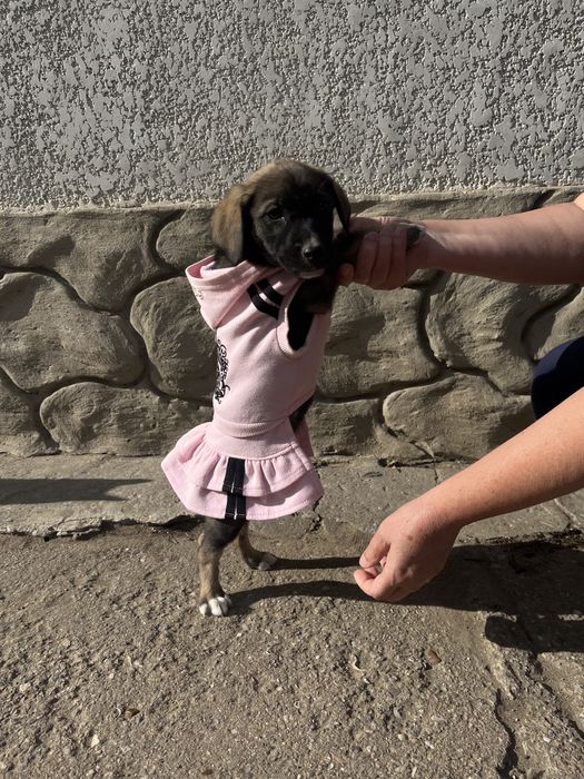 Отдам в хорошие руки щенка, девочка «метис»