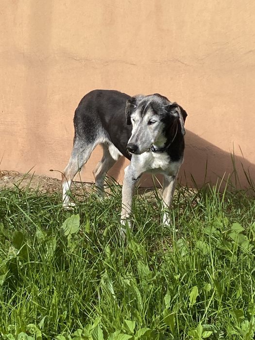 Zaginał pies - Myślenice - Nagroda