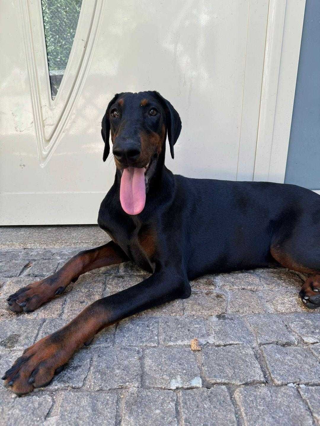 Adoção Responsável – DOBERMAN