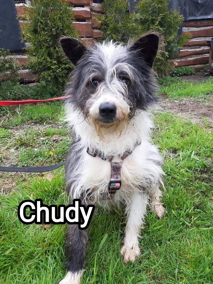 Cudowny puchatek Chudy szuka domu