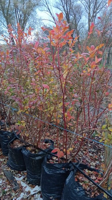 Саджанці лохини вік 6 років