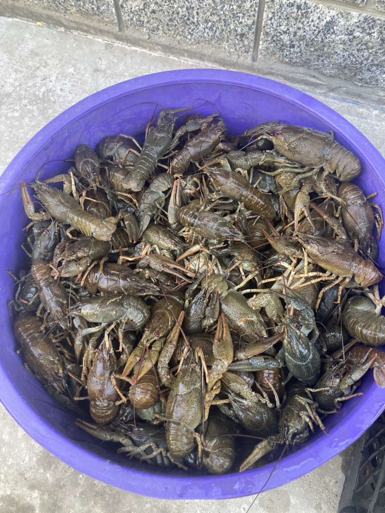 Продам живих раків