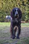 Niebieski spaniel pikardyjski (reproduktor) wyżeł ,płochacz