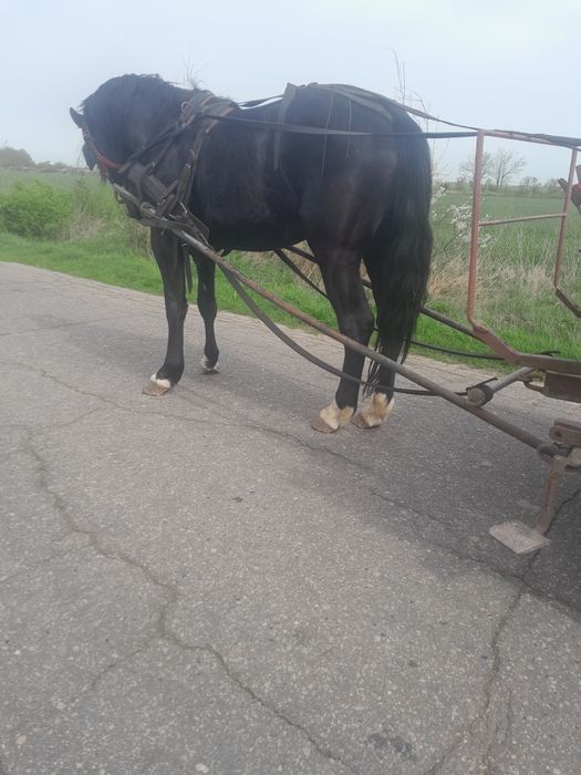 Sprzedam klacz Śląska 4lata