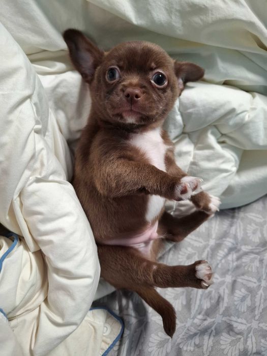 Czekoladowy chłopiec chihuahua dostępny do rezerwacji.