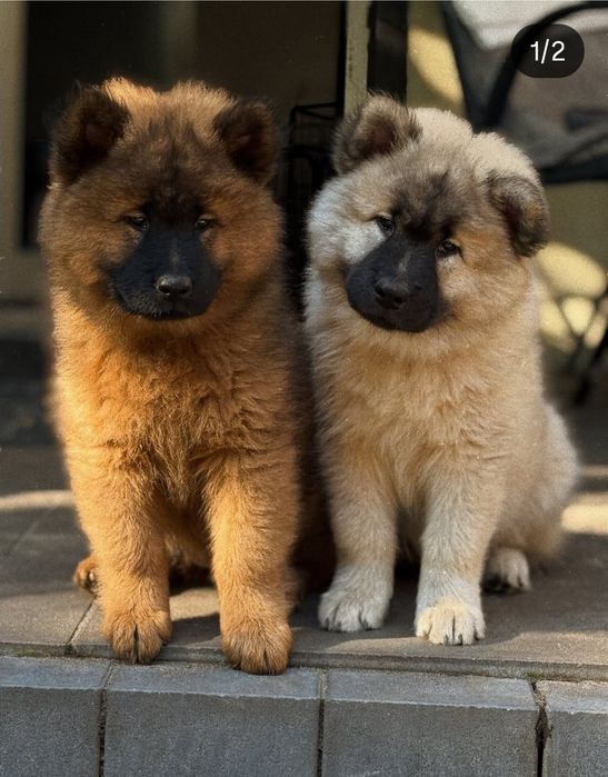 Eurasier szczenię