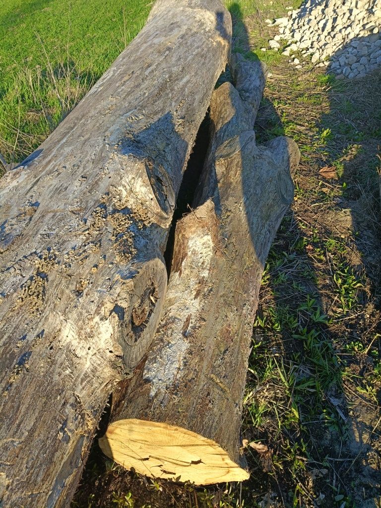 Sprzedam dwa dęby tartaczne. Okorowane, 3 letnie. Około 4.3 m³