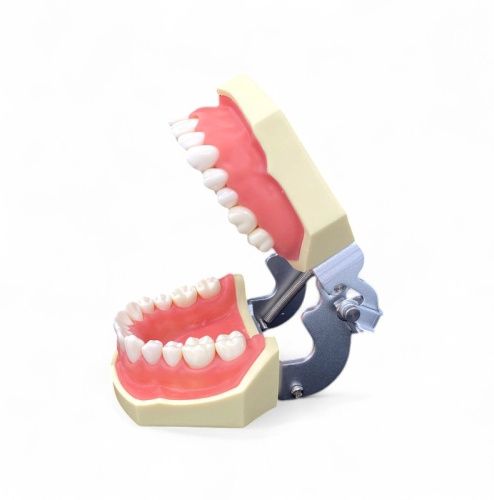 Стоматологічна модель щелепи. Посібник для школярів, студентів