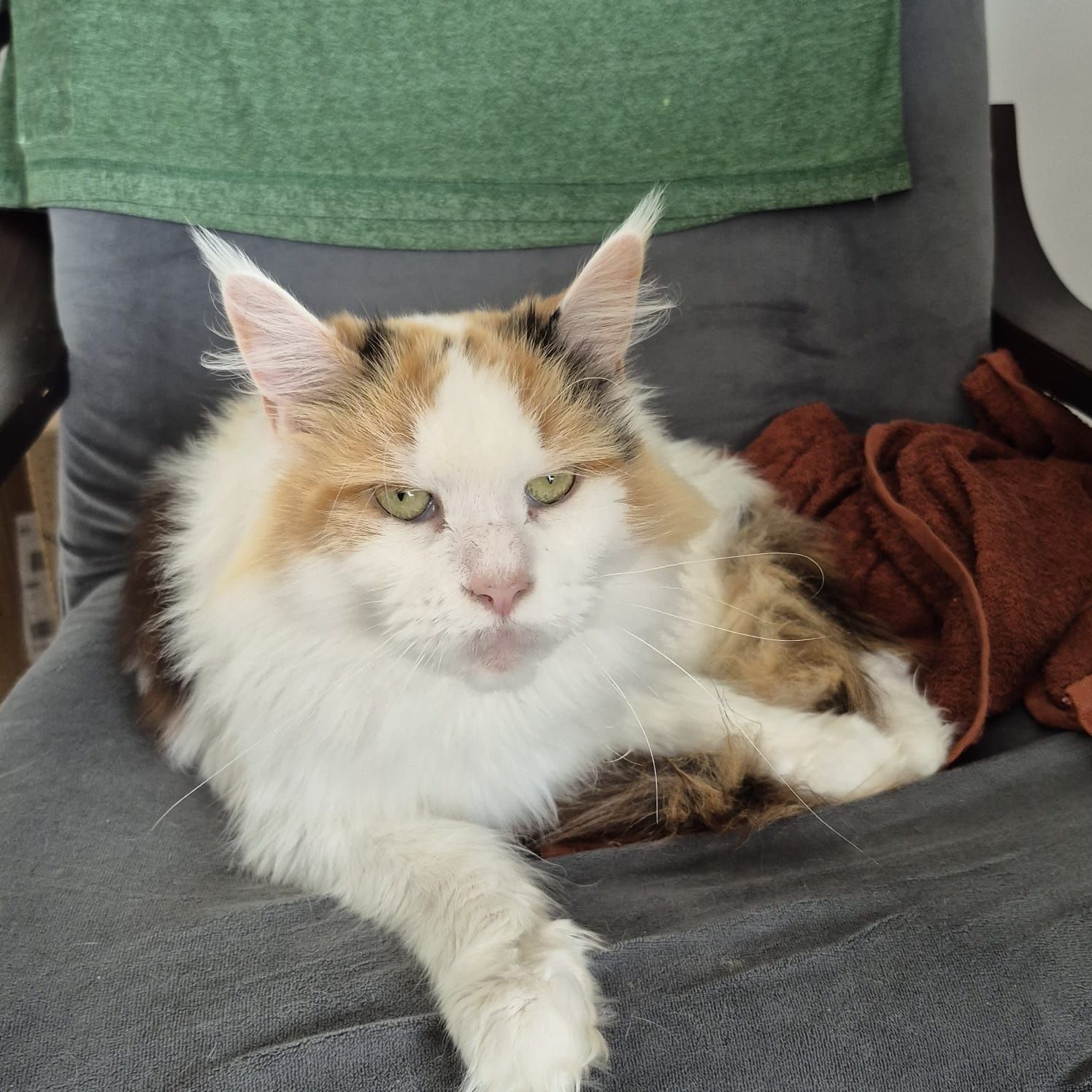 Kotka Maine coon
