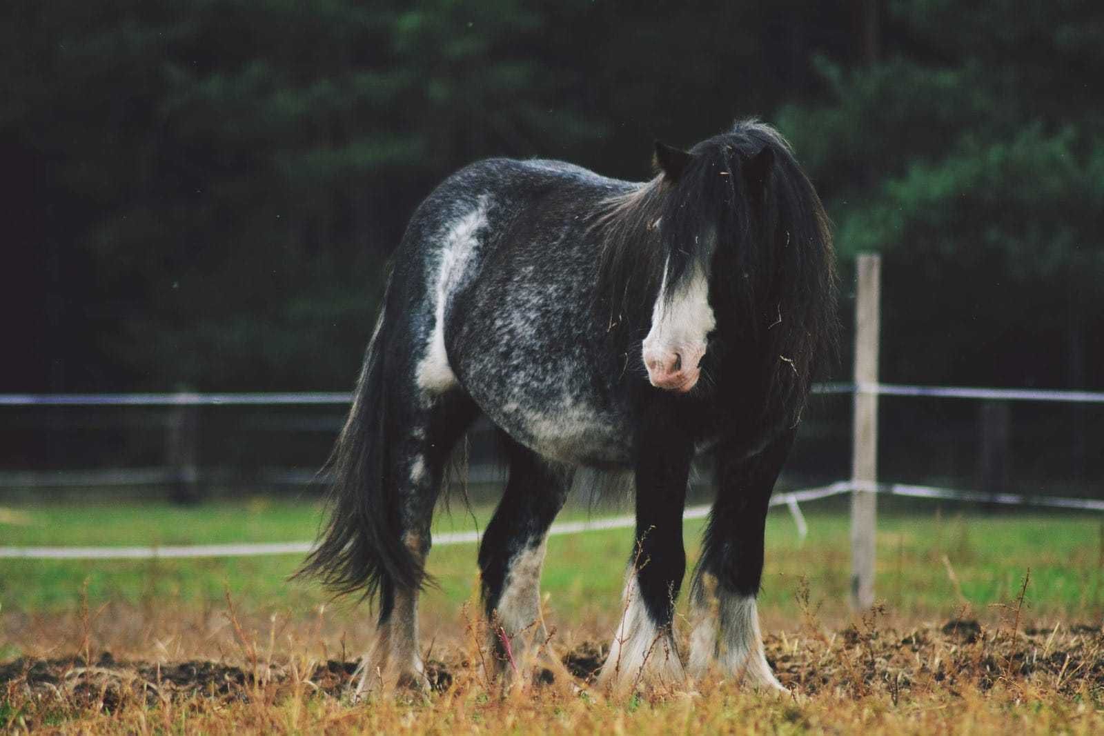 Klacz Tinker irish cob 7 lat.