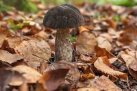 Мицелий Подберезовика черного - неприхотливый и красивый гриб
