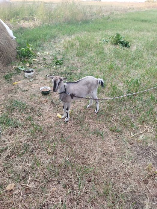 Продам казочку 6 місячну