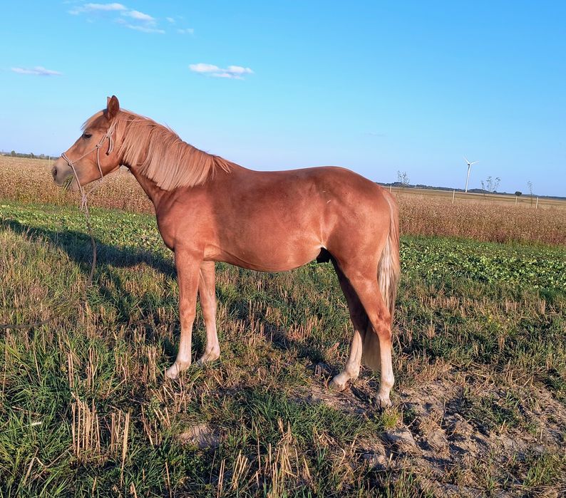 Ogier 1/2 American Quarter Horse (aqh)