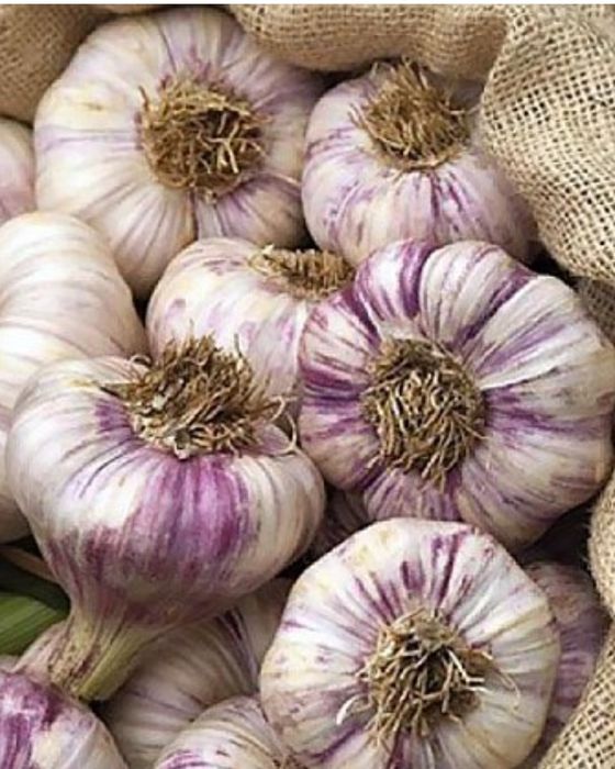 Продам озимий часник смачний і корисний!