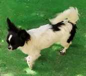 Chihuahua SUPER MINI suczka piesek mini  prawdziwy rodowód ZKwP (FCI)