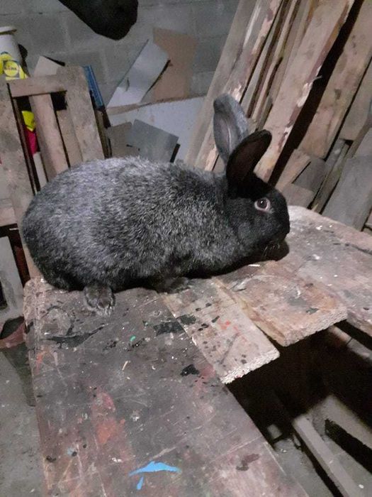 Продам кролі п. срібло, самки та самці різного віку ,10,11 місяців.