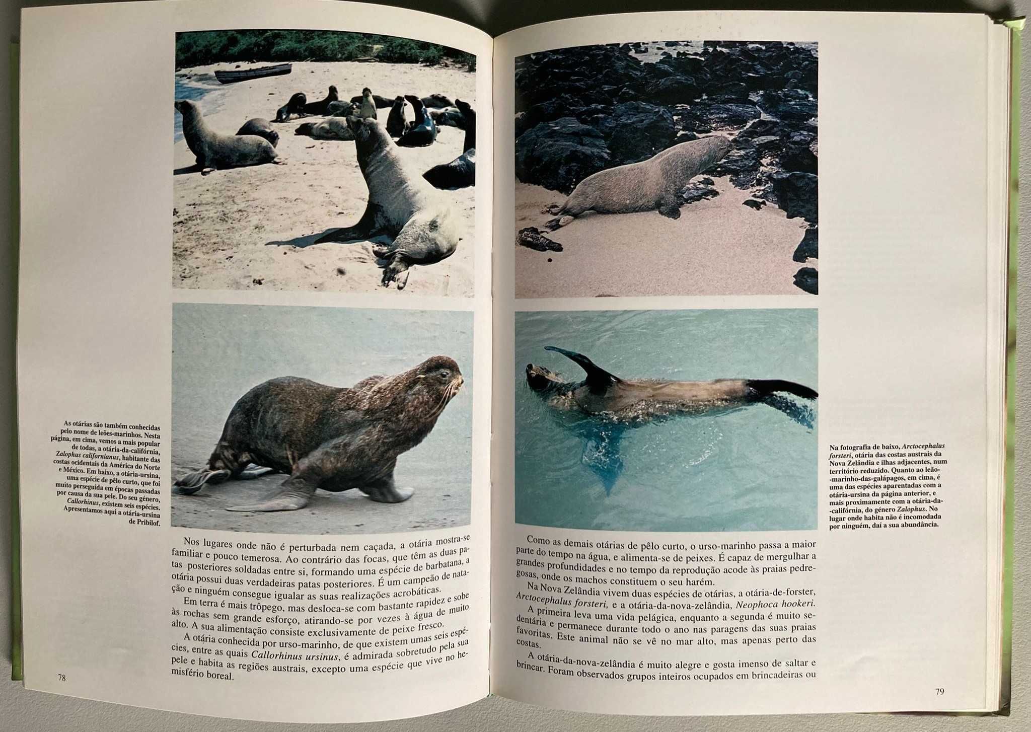 Animais Aquáticos II, de Josefa Alonso