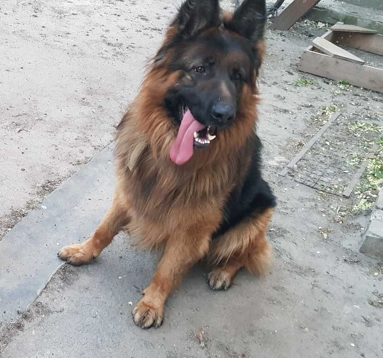 Німецька вівчарка в'язка.