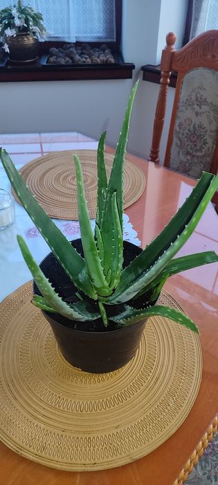 Śliczne sadzonki Aloes 3 sztuki
