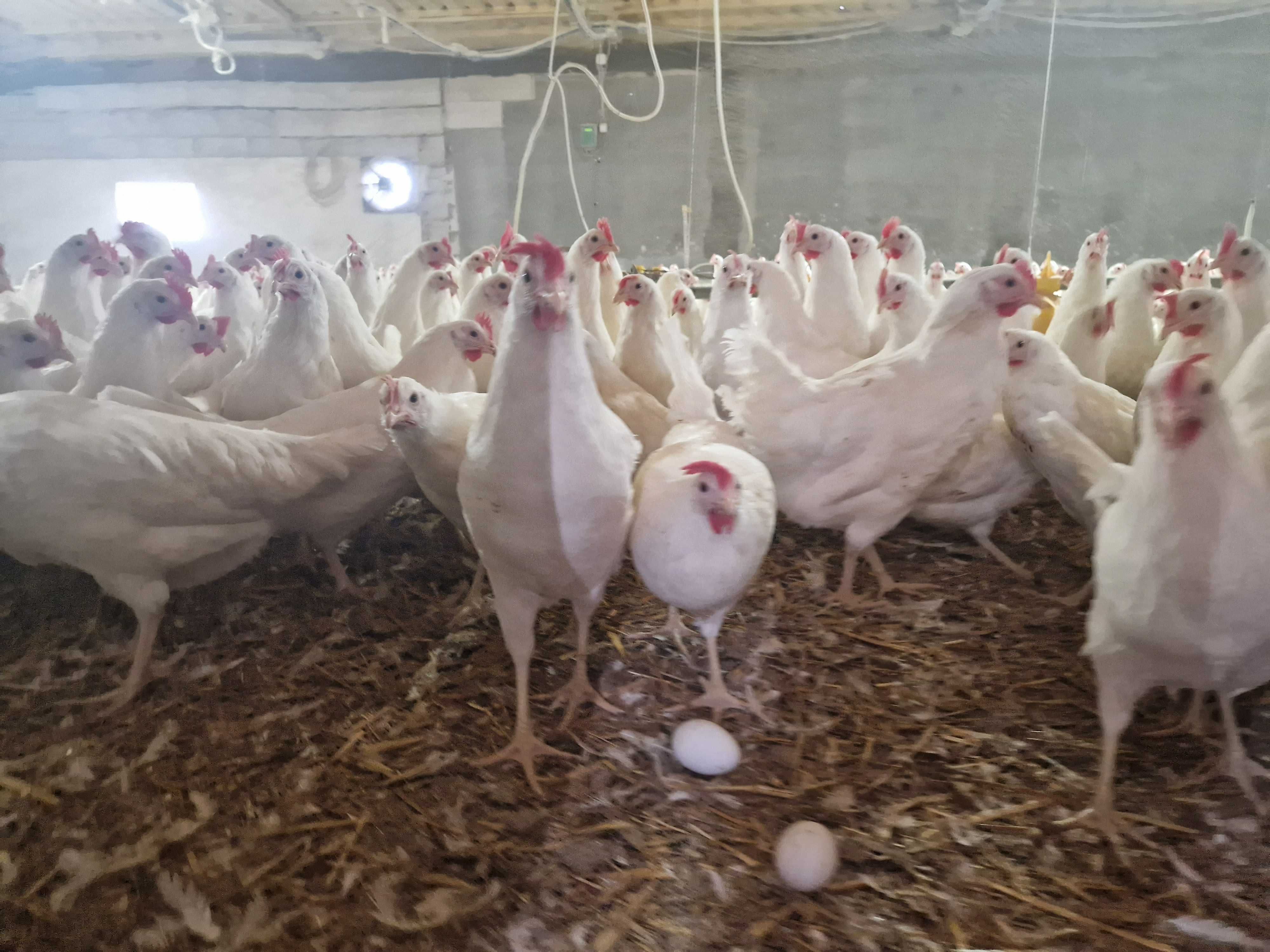 Kury kokoszki nioski Tetra biała jak leghorn odchowane z dowozem