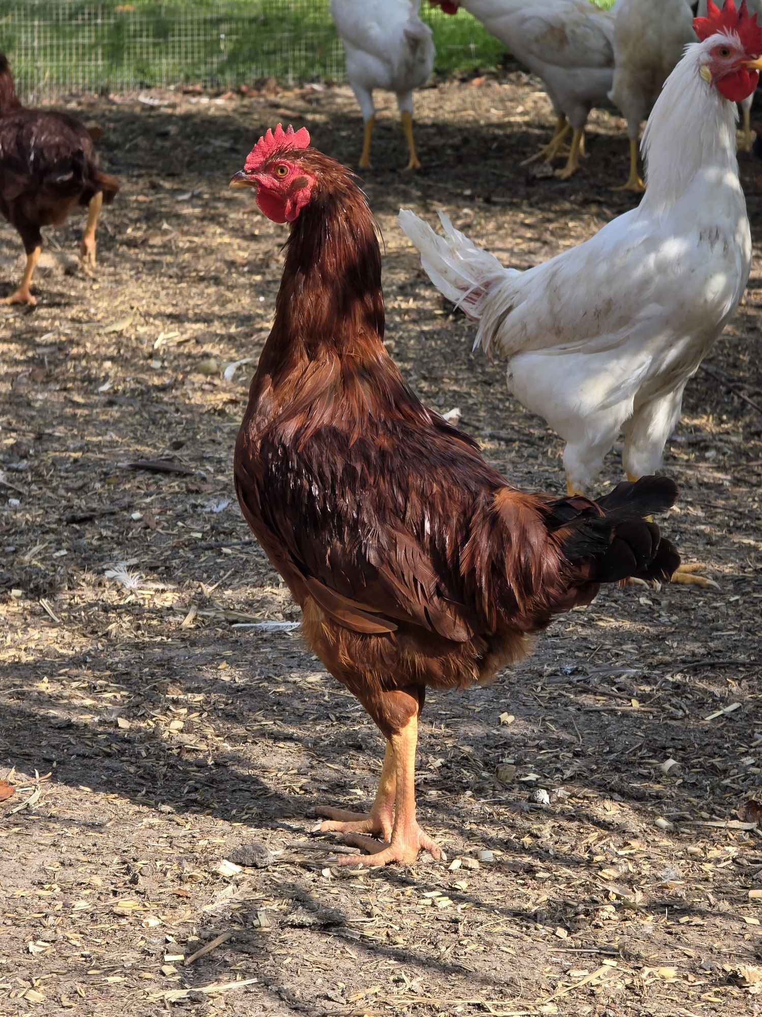 Kogut, koguty silka splash, leghorn, karmazyn