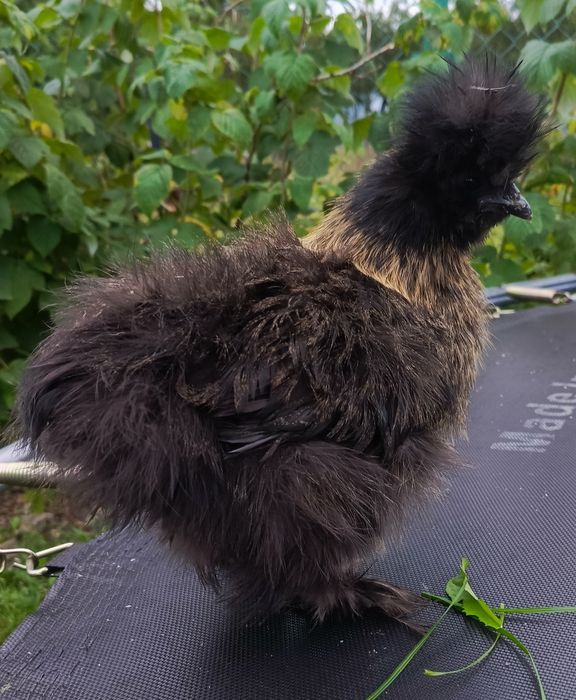 Silki kury koguty ozdobne