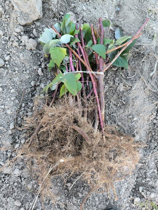 Sadzonki flance maliny jesiennej