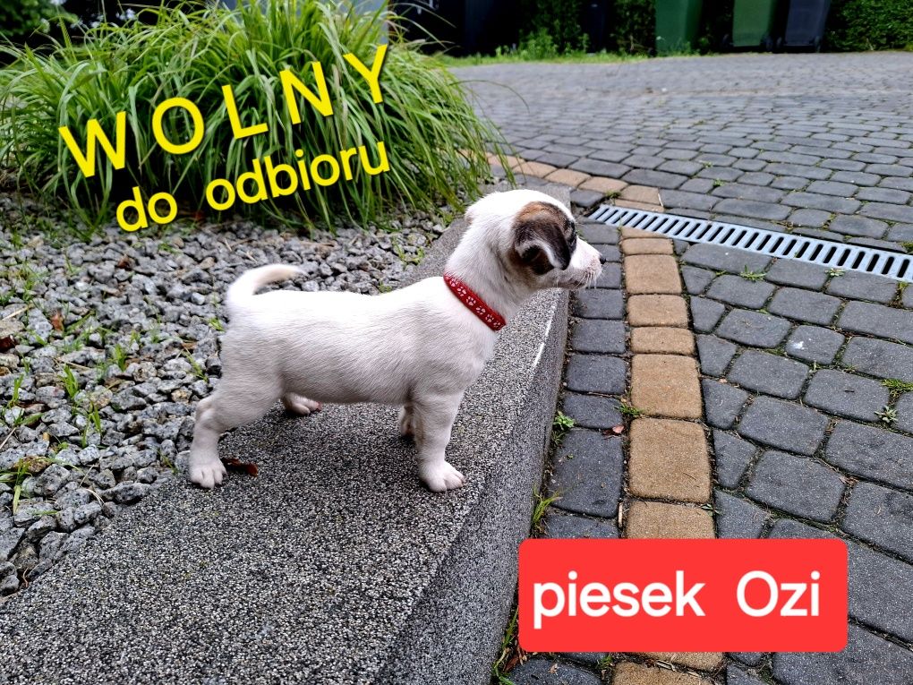 malutki !!! piesek Jack Russell 3 szczepienia RODZIICE W HODOWLI