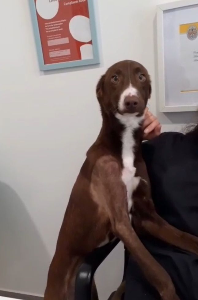 Cruzado de Galgo para adoção