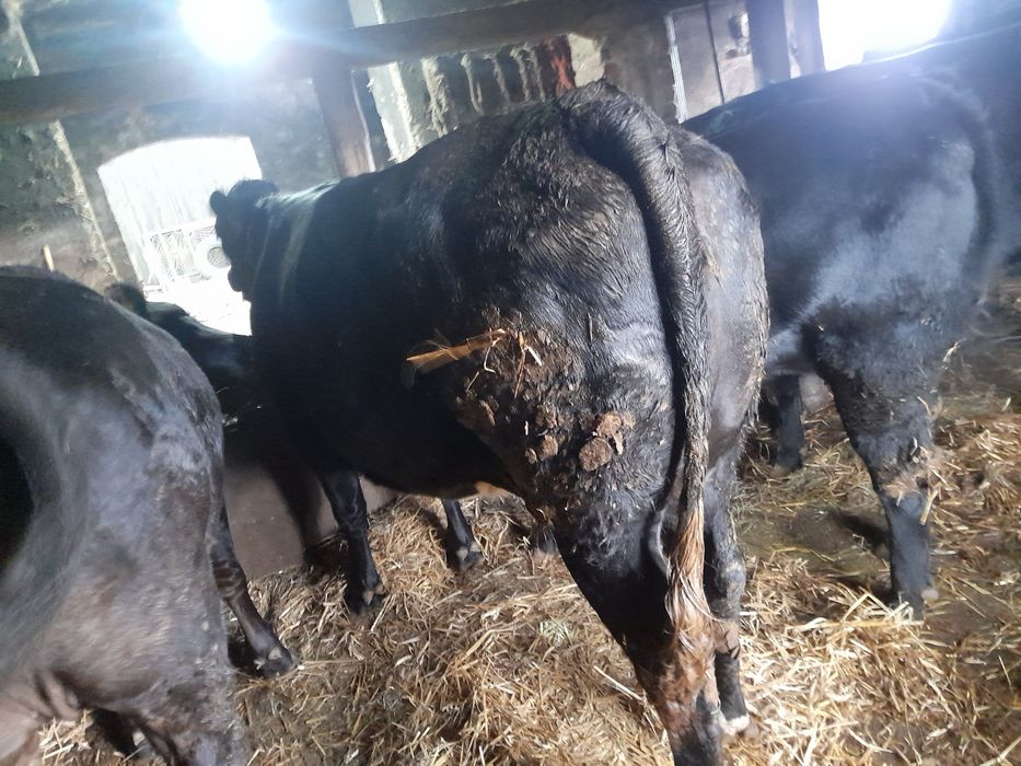 Jałówka wysoko cielna mięsna