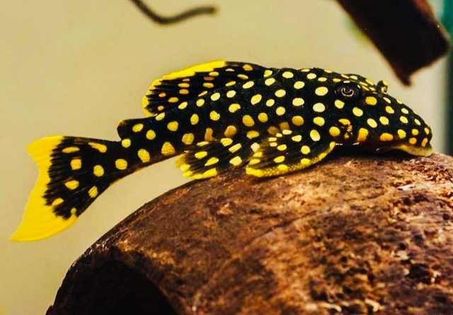 Zbrojnik L018 (Baryancistrus xanthellus) WF/F0
