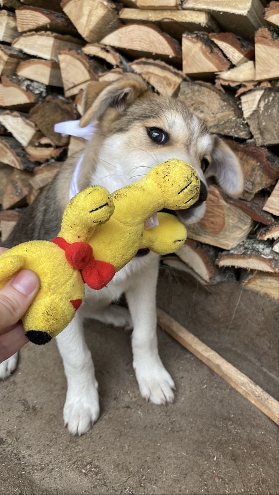 Безкоштовно цуценя