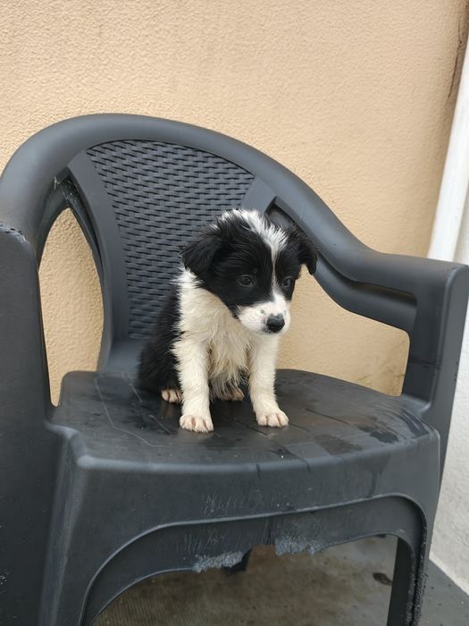 Border collie fêmea pura
