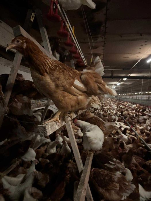 KURY nioski młode Rossa Messa Sussex Dominant Tetra Sonia Senny !