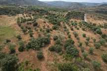 8-Hectare Houses + Land + Olives for Sale in Northern Portugal Rebuild