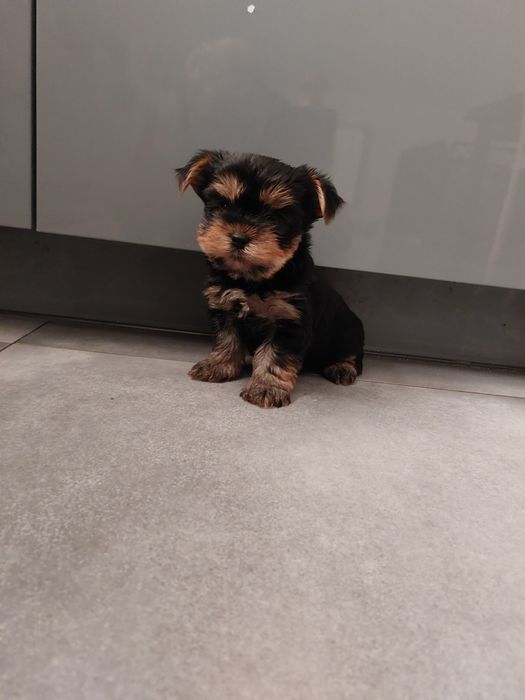 Yorkshire terrier miniaturka