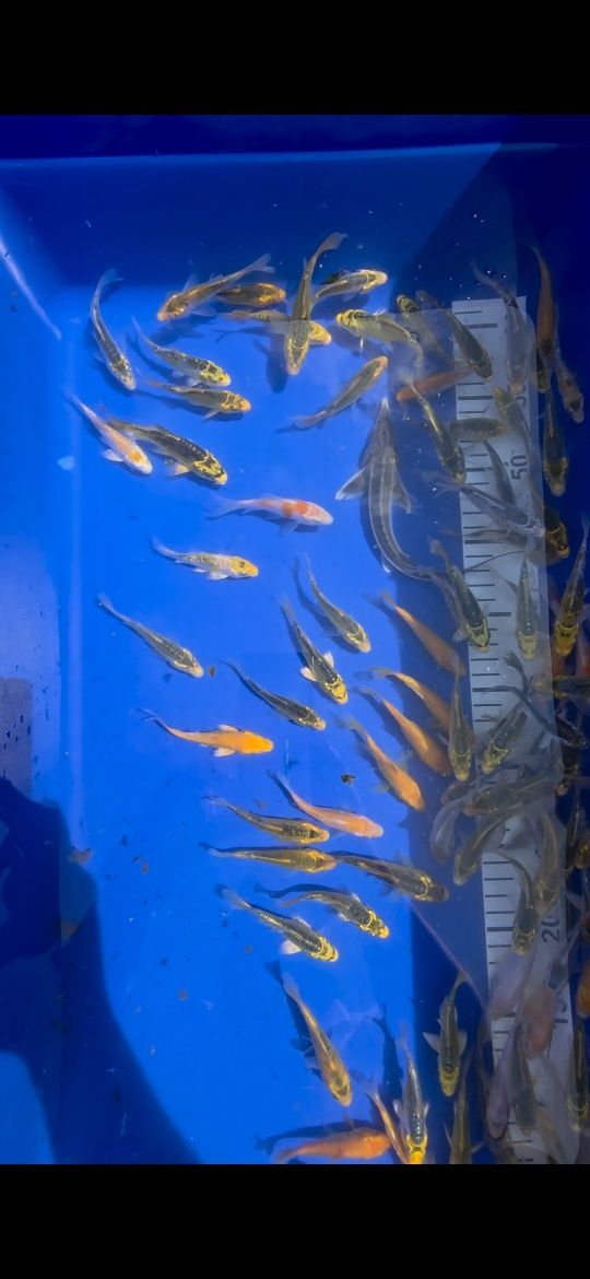 Karp KOI Butterfly