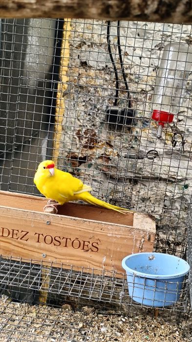 Para cedência Kakarikis e Caturras