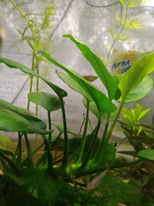 Аквариумные растения