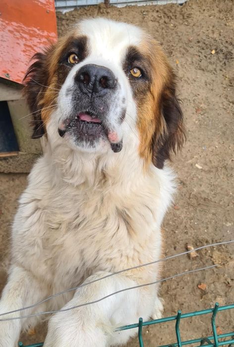 Oddam za darmo suczkę bernardyna