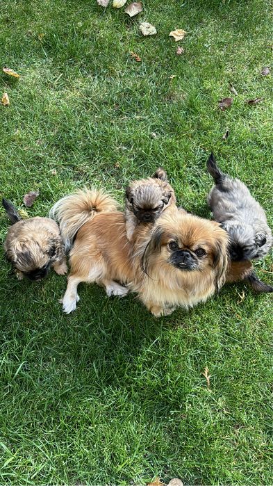 Szczeniaki Pekińczyka