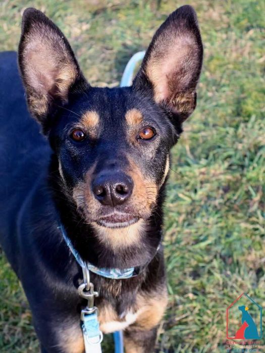 Młoda, fajna, delikatna sunia Graszka szuka domu!